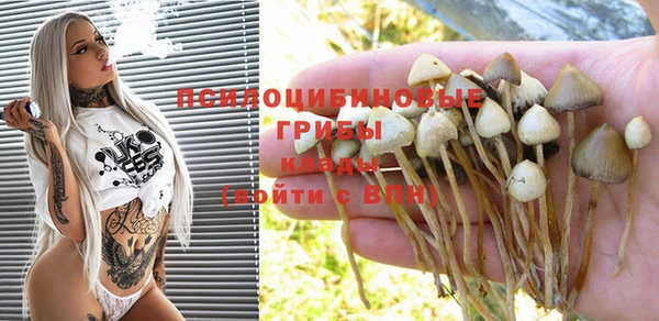 дмт Богданович